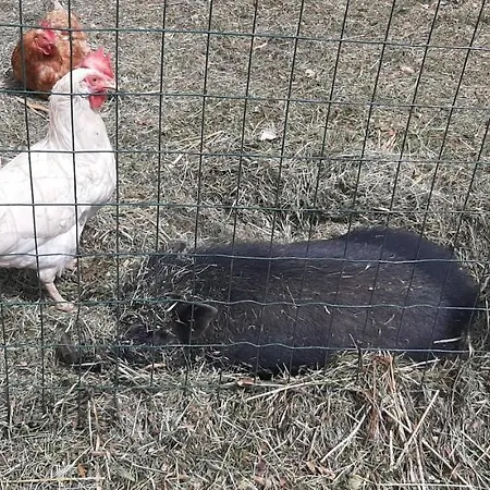 La Casa Dei Nonni 3* Assergi
