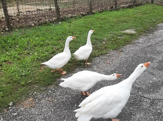 La Casa Dei Nonni Отель типа 