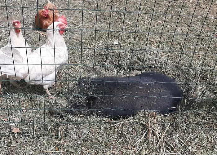 La Casa Dei Nonni 3* Ассерджи